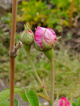 Agathe de Saint-Caprais-de-Blaye (3)-2-w.jpg