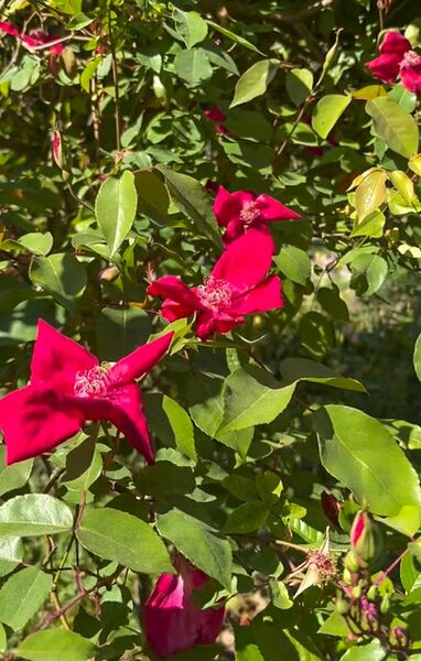 Datei:Sanguinea, Roses Josep 4-2-w.jpg