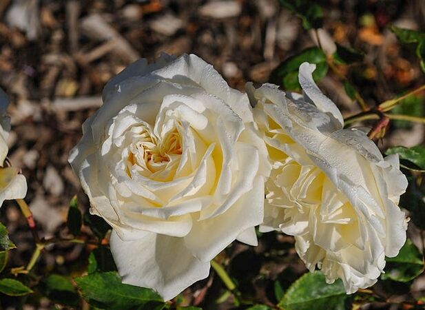 Edith Krause, San Jose Heritage Rose Garden 2-w.jpg
