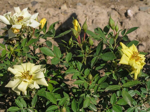 Rosina, Rosenschule Václav Macháček 4-2-w.jpg