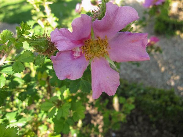 Rosa stellata var. mirifica 3-6-w.jpg