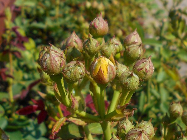 Venus, Salicyna, Szczecin, Polen 6-2-w.jpg