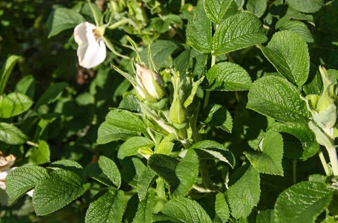 Blanka, Park Průhonice 2-2-w.jpg