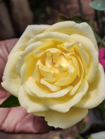 Christopher Camille Warrior Princess (3)-2-w.jpg