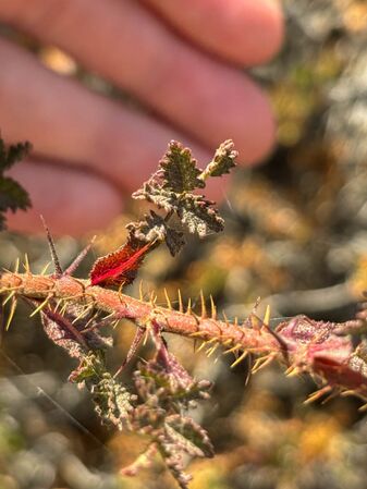 Foto Ella Horvath, Península de California, Mexiko