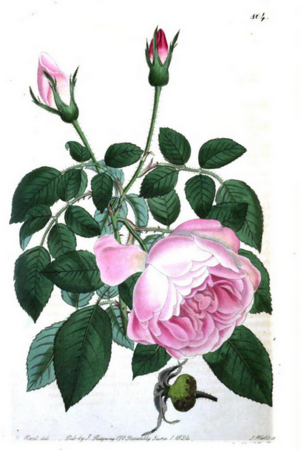 R.indica odoratissima, The Botanical Register.PNG