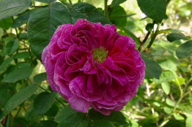 Catinat – Rose-Biblio
