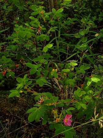 Rosa acicularis Lindl. subsp. sayi (Schwein.) W.H.Lewis, Alaskawildfloers.us 2-2-g.jpg