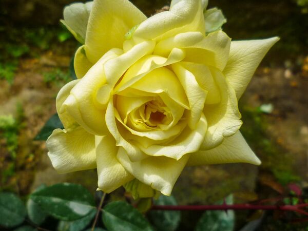 Christopher Camille Warrior Princess (1)-2-w.jpg