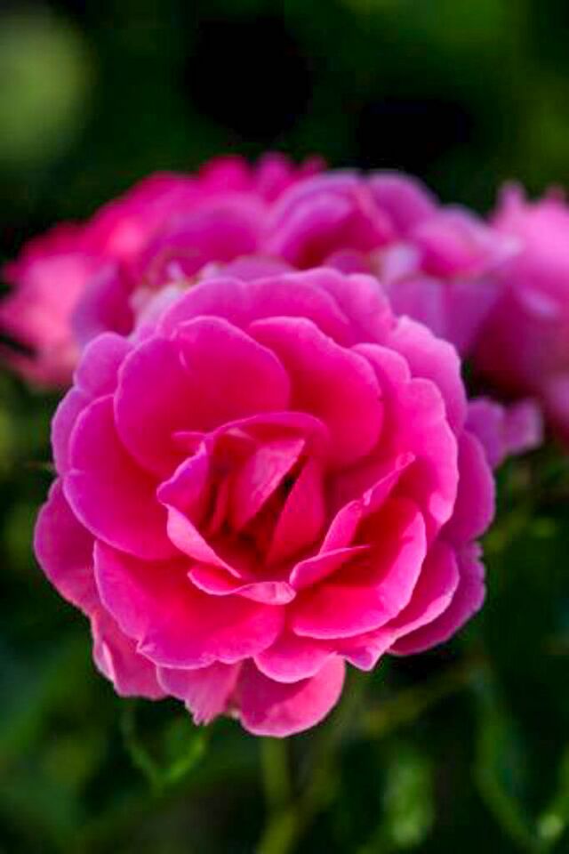 Prinnie – Rose-Biblio