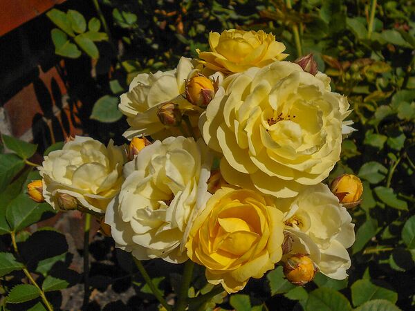 Venus, Salicyna, Szczecin, Polen 4-2-w.jpg