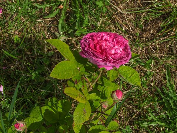 Pink Oeillet parfait - GE Parennes DSCF2793-2-w.jpg