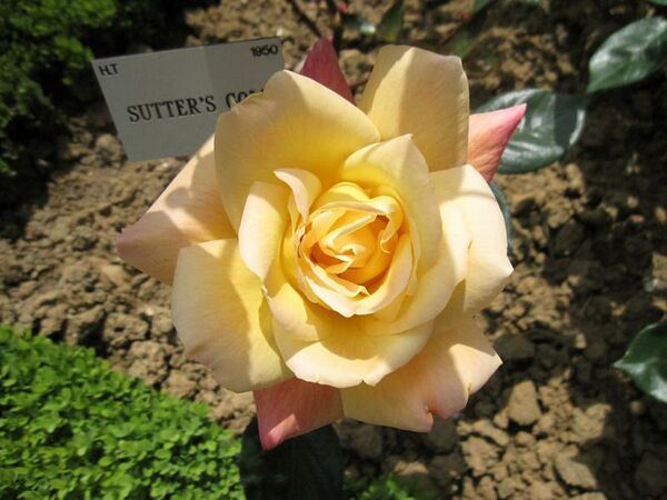 Sutters Gold – Rose-Biblio