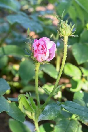 DSC 5955-2-w.jpg