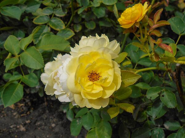 Venus, Salicyna, Szczecin, Polen 2-2-w.jpg