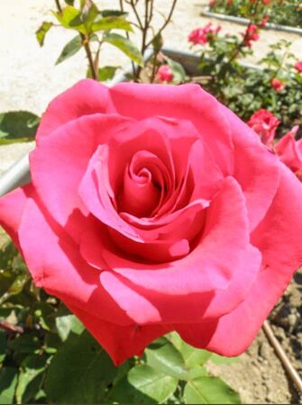 Rocio Elias, Amics de les Roses 2-2-w.jpg