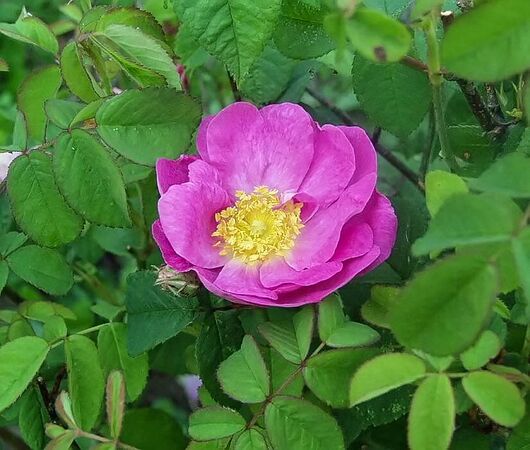Rosa gallica semi plena filtered-3-g.jpg