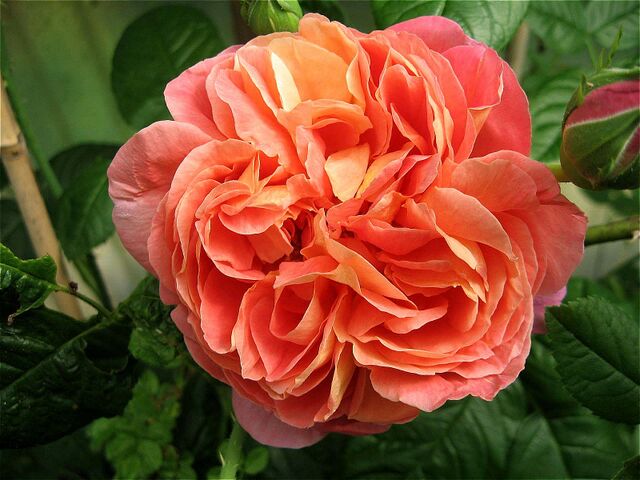 Oratam – Rose-Biblio