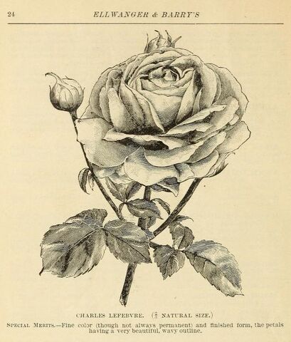 Ellwanger & Barry, Mount Hope Nurseries, Rochester, N.Y, 1881