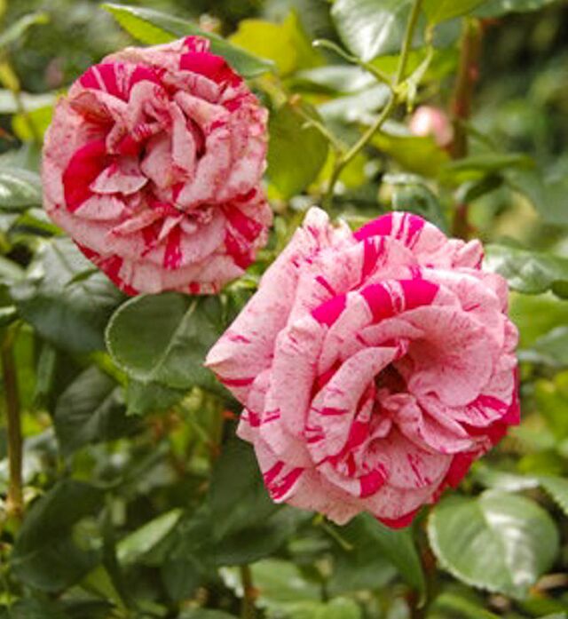 Colorado, McGredy IV – Rose-Biblio