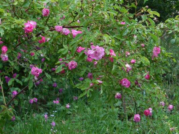 Nordlandrose I Blüten .jpg