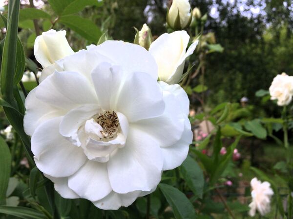 Une rose aux étamines foncées à l'ouverture complète