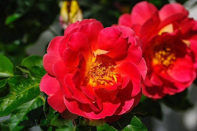 Condesa de Sástago, Masha 4-2-w.jpg