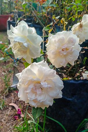 Dream in Cream, Girija Viraraghavan 7-2-w.jpg