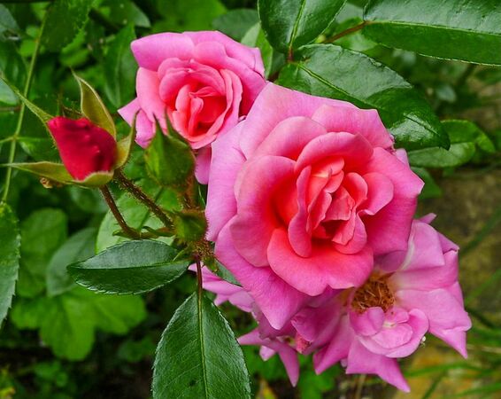 Etoile luisante, Susanne Weber 3-2-w.jpg