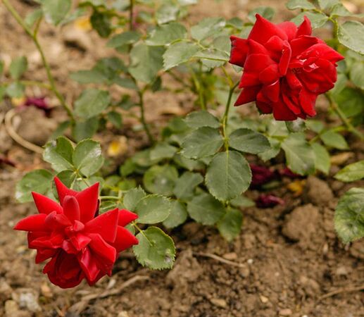 Paz Vila, cyra1-2-w.jpg