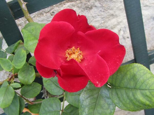 Altissimo – Rose-Biblio