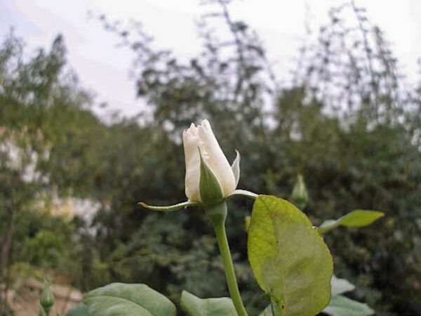 Amistad Sincera, pep 2-2-w.jpg