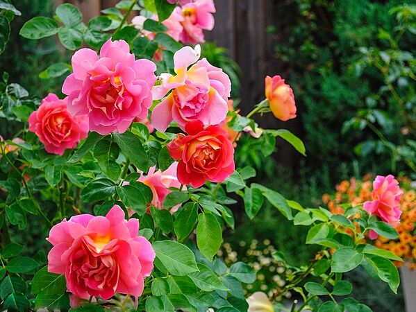 Condesa de Sástago, Masha 3-2-w.jpg