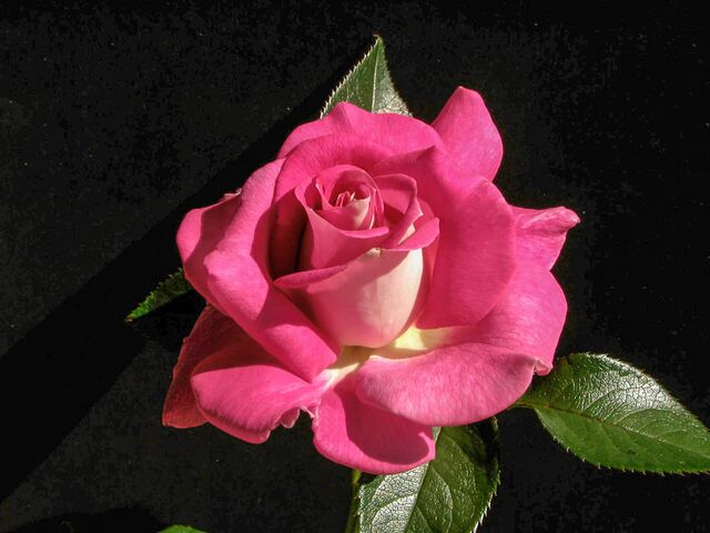 Margarete Fuchs – Rose-Biblio