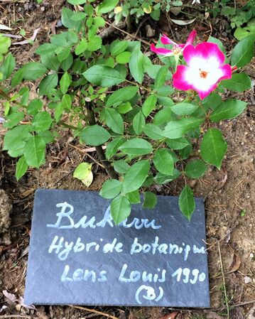 Premières roses d'une des boutures à Walfer en juin 2025