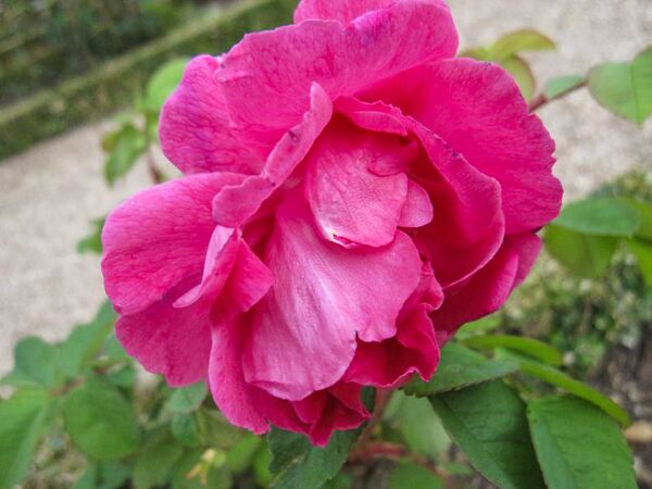 Rose à Parfum de L'Haÿ, Stéphane Barth, L'Hay 2-w.jpg