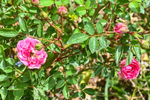 Hohoemi Rouge – Rose-Biblio
