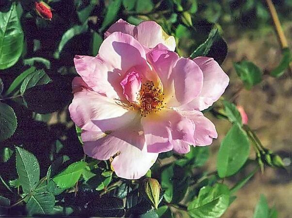Rosa krause macrantha 2 filtered-3-g.jpg