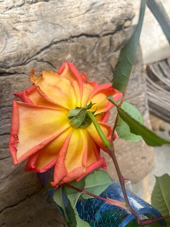 Rose d'Amour, Pat Toolan 7-2-w.jpg