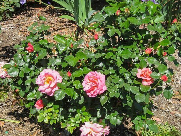 Shot Silk, Margaret Furness 2-2-w.jpg