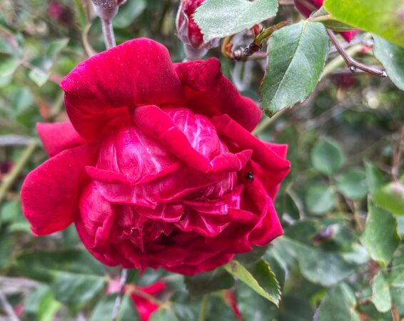 Elisabeth's China, Jeri Jennings 8-2-w.jpg