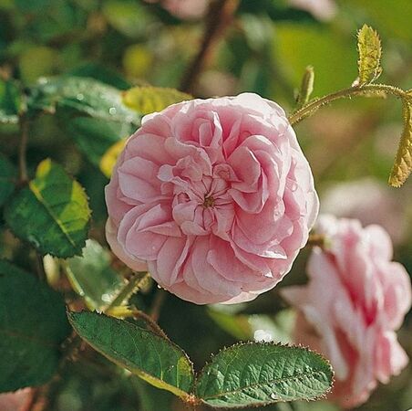 Josephine de Beauharnais, Roses Guillot 2-w.jpg