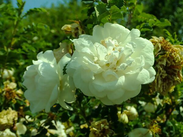 Rosa Semi Double Blush, Salicyna Commons Wikimedia 3-2-w.jpg