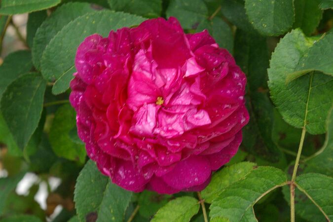 Rose du Roi (Original) (2)-1-w.jpg
