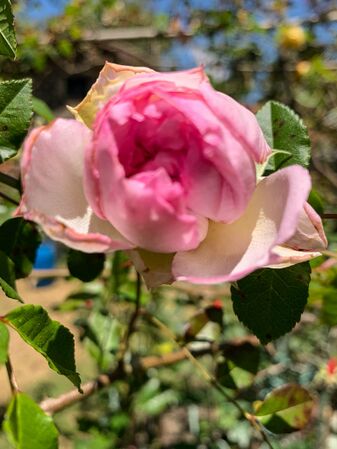 Rose of Yesterday, Girija Viraraghavan 2-2-w.jpg