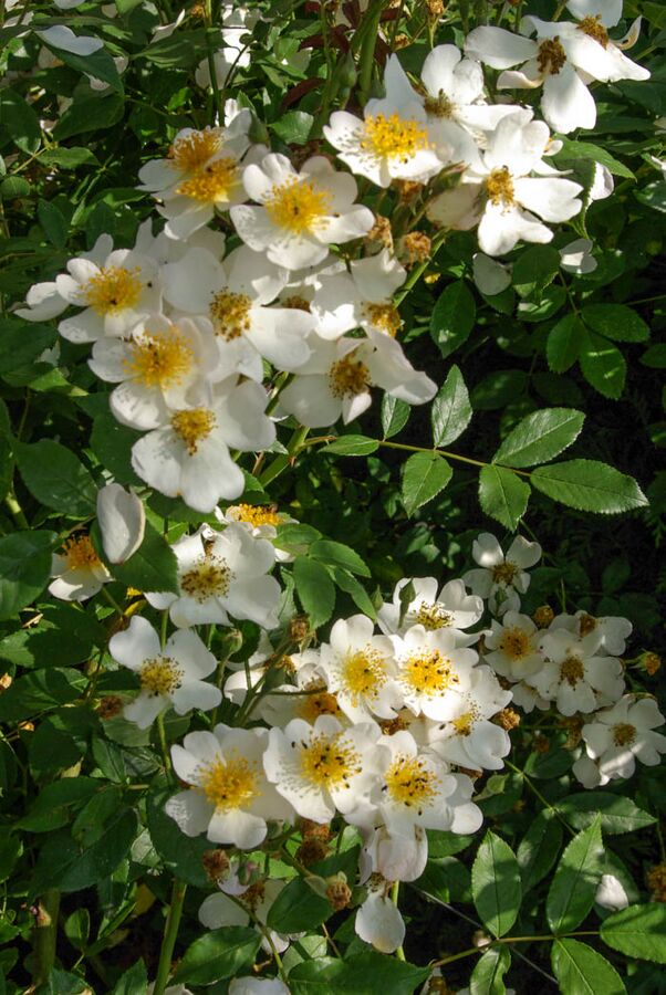 Francis E. Lester – Rose-Biblio