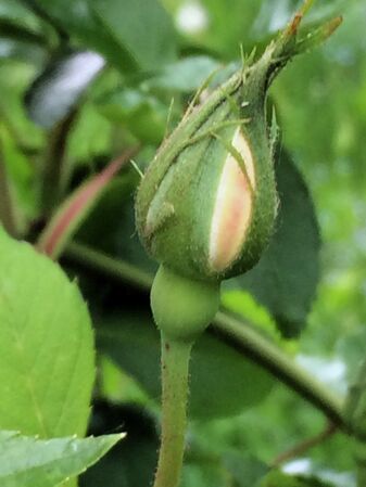 Bouton floral aux sépales ailées qui le dépassent