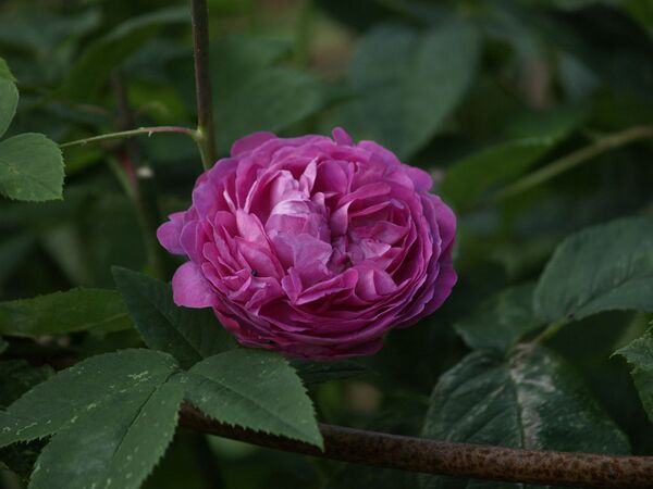Rosa Remontant-Reine des Violettes-2020-07-01- 7019030.jpg
