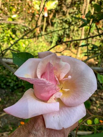 Takamasa Tsuge, Rosarian’s Rosarian 5-2-w.jpg