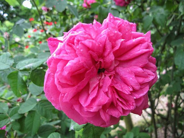 Montalembert – Rose-Biblio